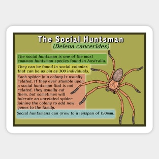 The Social Huntsman (Delena cancerides) Poster Sticker